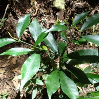 Excoecaria oppositifolia Griff.